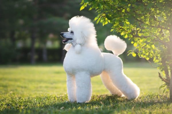 Secondary image of Poodle dog breed