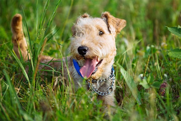 Secondary image of Lakeland Terrier dog breed