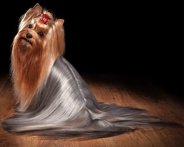 Secondary image of Yorkshire Terrier dog breed