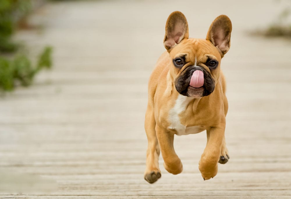 Secondary image of French Bulldog dog breed