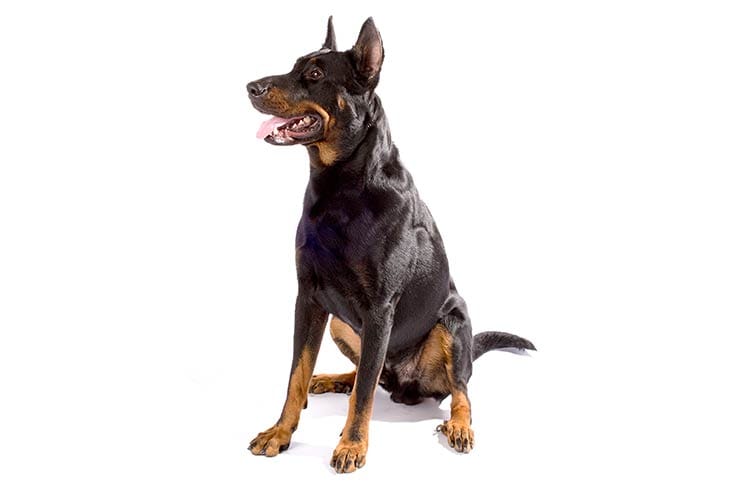 Secondary image of Beauceron dog breed