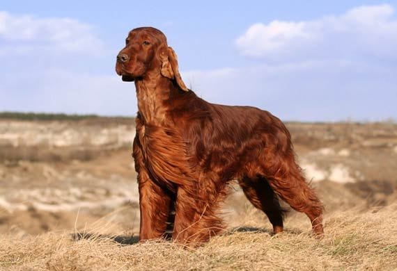 Secondary image of Irish Setter dog breed