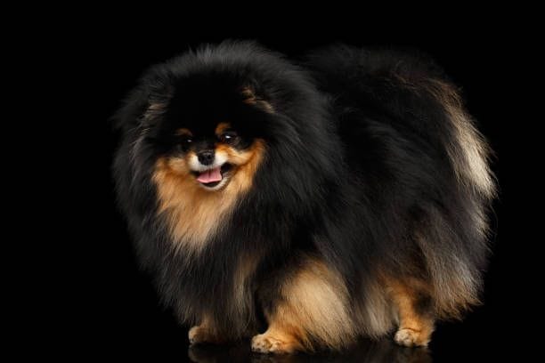 Secondary image of Pomeranian dog breed