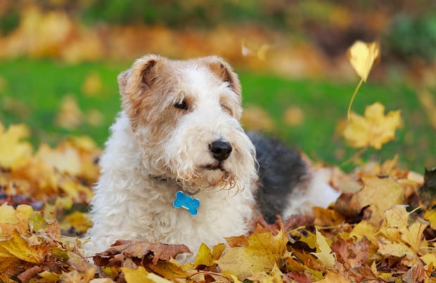 Secondary image of Wire Hair Fox Terrier dog breed