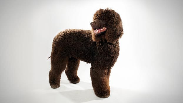 Secondary image of Irish Water Spaniel dog breed