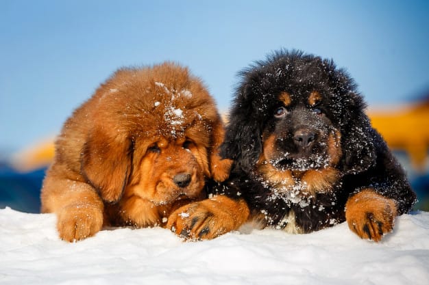 Secondary image of Tibetan Mastiff dog breed