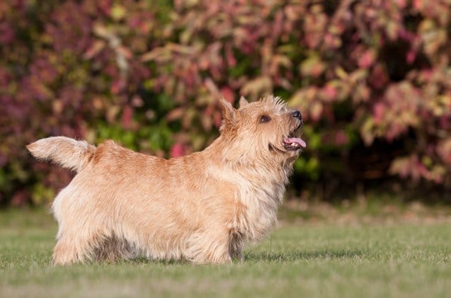 Secondary image of Norwich Terrier dog breed