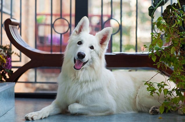 Secondary image of White Shepherd dog breed