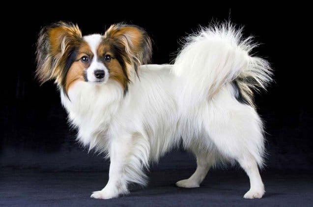 Secondary image of Papillon dog breed