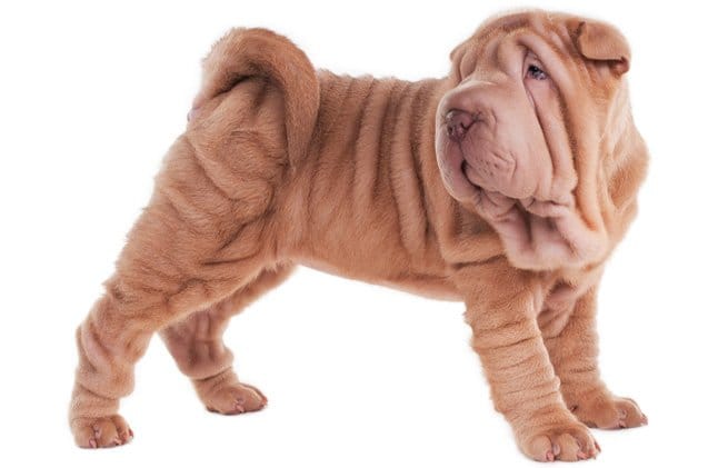 Secondary image of Chinese Shar-Pei dog breed