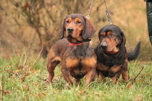 Secondary image of Alpine Dachsbracke dog breed