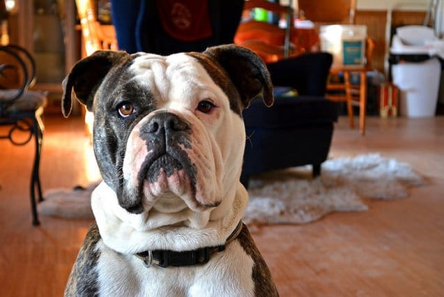 Secondary image of Olde English Bulldogge dog breed