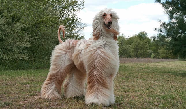 Secondary image of Afghan Hound dog breed