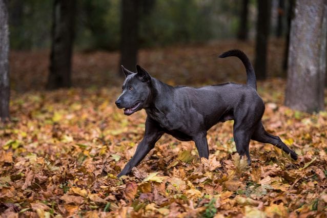 Secondary image of Thai Ridgeback dog breed