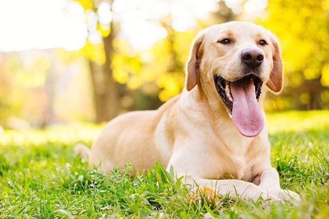 Secondary image of Labrador Retriever dog breed