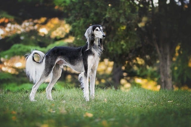 Secondary image of Saluki dog breed