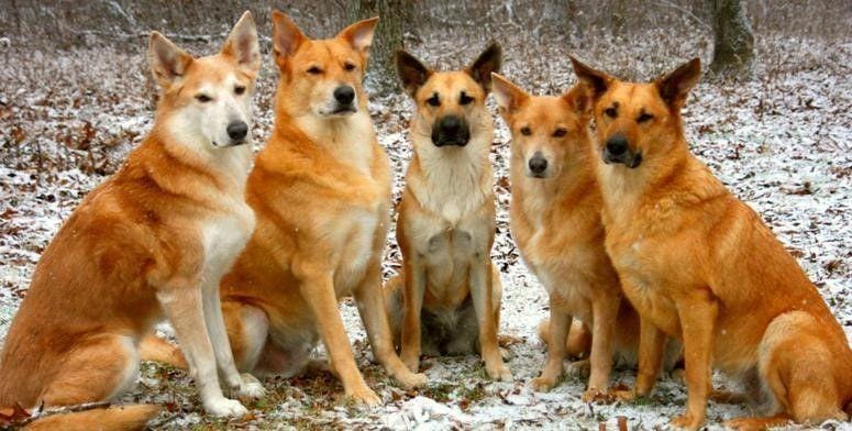 Secondary image of Chinook dog breed