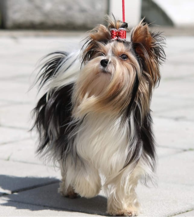 Secondary image of Biewer Terrier dog breed