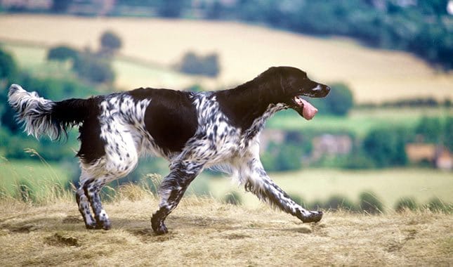 Secondary image of Large Munsterlander dog breed