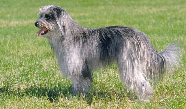 Secondary image of Pyrenean Shepherd dog breed