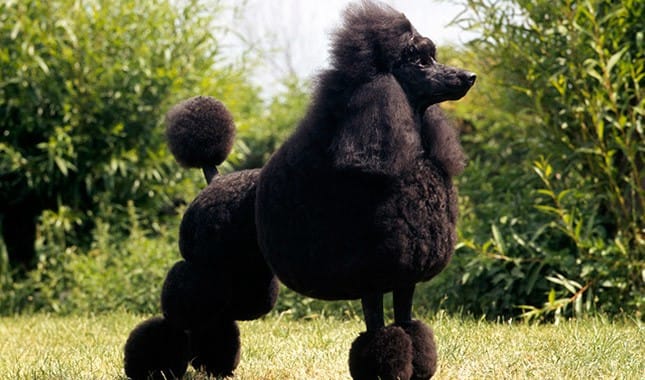 Secondary image of Poodle dog breed