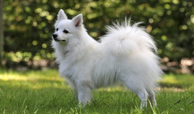 Secondary image of Volpino Italiano dog breed