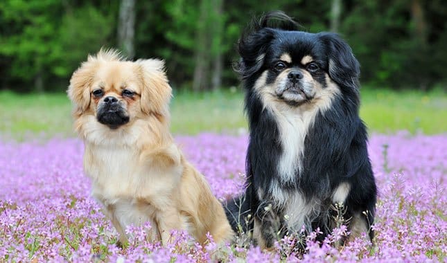 Secondary image of Tibetan Spaniel dog breed