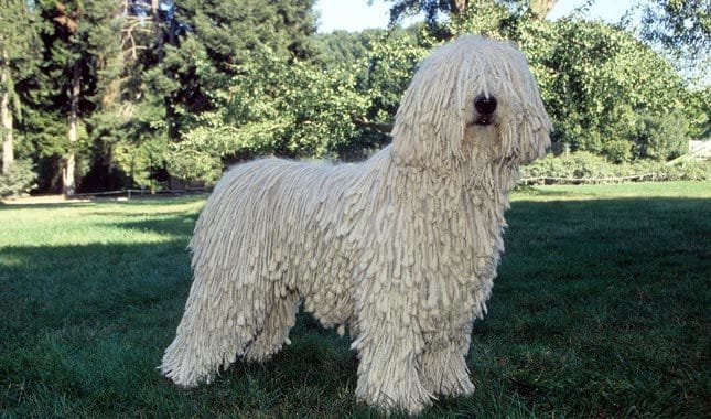 Secondary image of Komondor dog breed