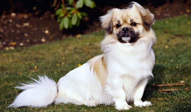 Secondary image of Tibetan Spaniel dog breed