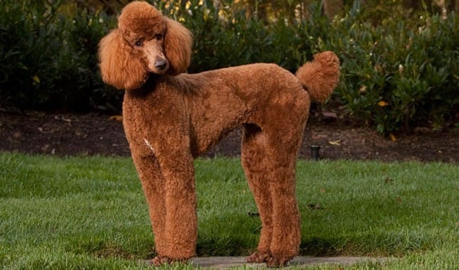 Secondary image of Poodle dog breed