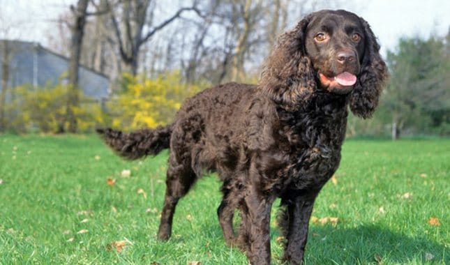 Secondary image of American Water Spaniel dog breed