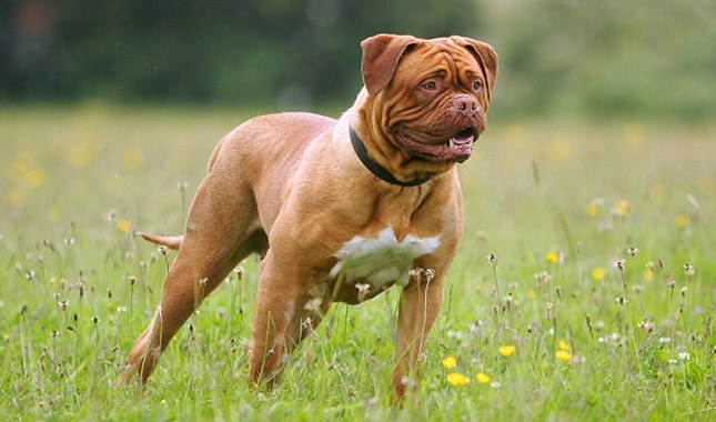 Secondary image of Dogue de Bordeaux  dog breed