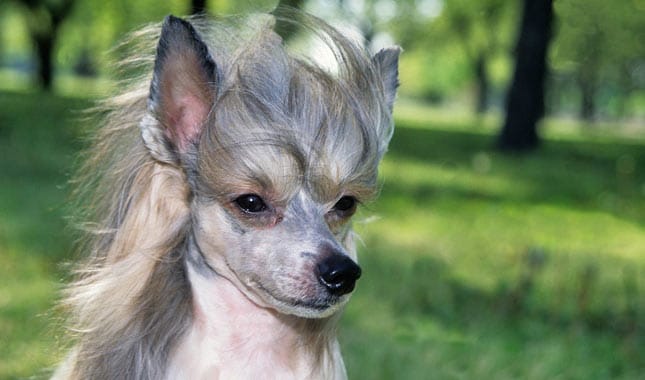 Secondary image of Chinese Crested dog breed