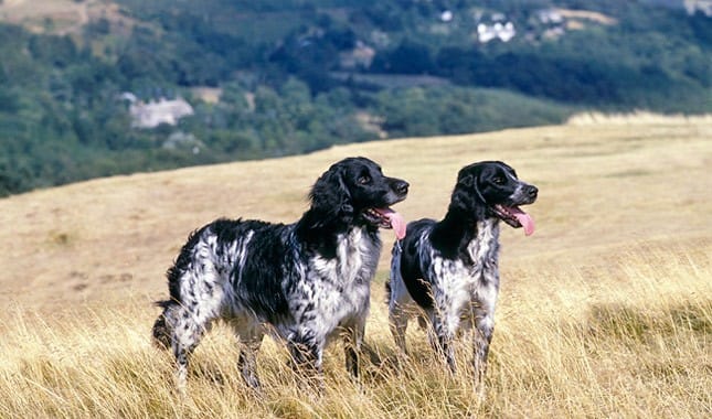 Secondary image of Large Munsterlander dog breed