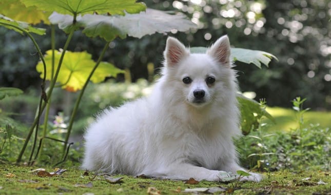 Secondary image of Volpino Italiano dog breed