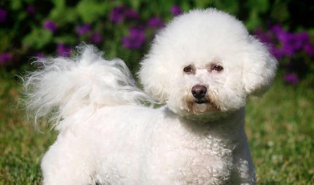 Secondary image of Bichon Frise dog breed