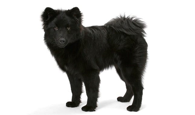 Secondary image of Swedish Lapphund dog breed