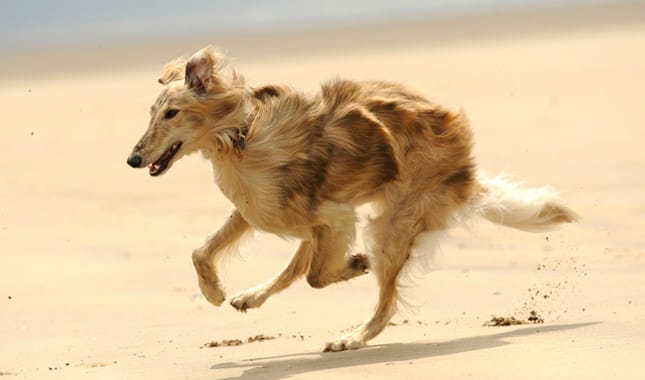 Secondary image of Silken Windhound dog breed