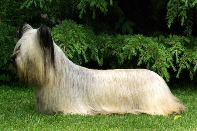 Secondary image of Skye Terrier dog breed