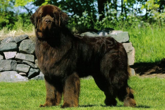 Secondary image of Newfoundland dog breed