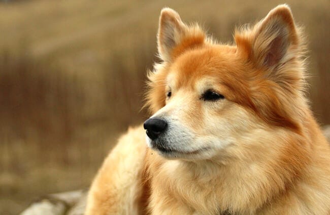 Secondary image of Icelandic Sheepdog dog breed