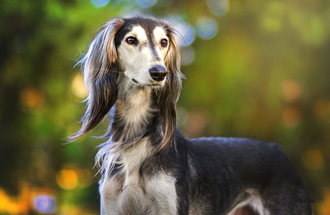 Secondary image of Saluki dog breed