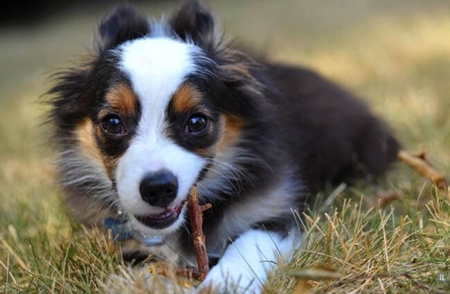 Secondary image of Miniature American Shepherd dog breed