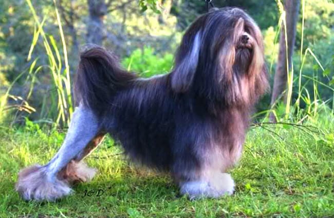 Secondary image of Lowchen dog breed