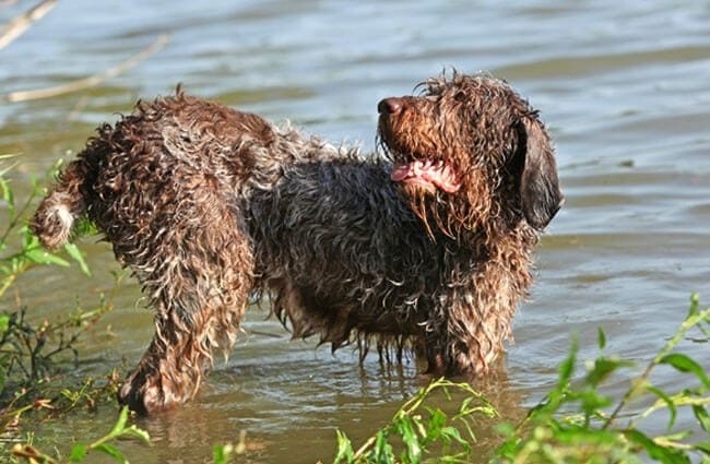 Secondary image of Spinone Italiano dog breed