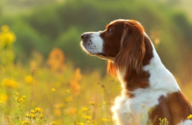 Secondary image of Irish Red and White Setter dog breed