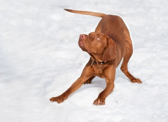 Secondary image of Vizsla dog breed