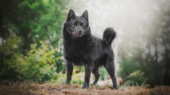 Secondary image of Schipperke dog breed