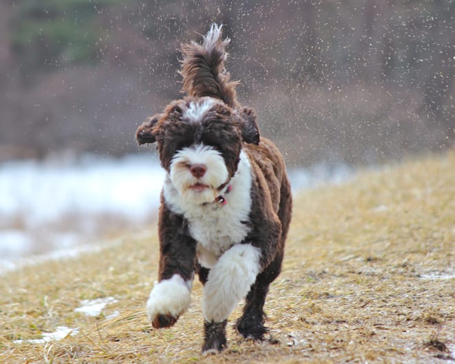 Secondary image of Portuguese Water Dog dog breed