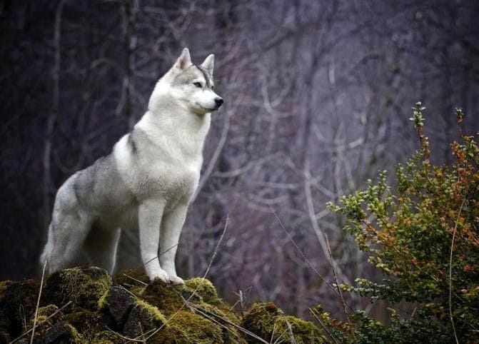 Secondary image of Siberian Husky dog breed